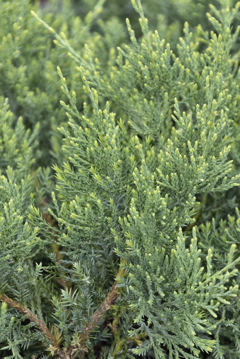 Juniperus Virginiana Grey Owl - View 5 from www redcrocus com