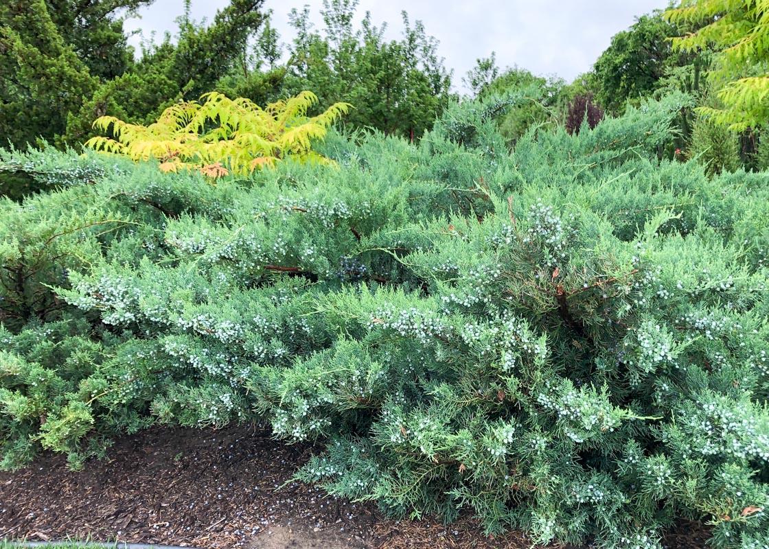 Juniperus Virginiana Grey Owl - View 6 from www redcrocus com