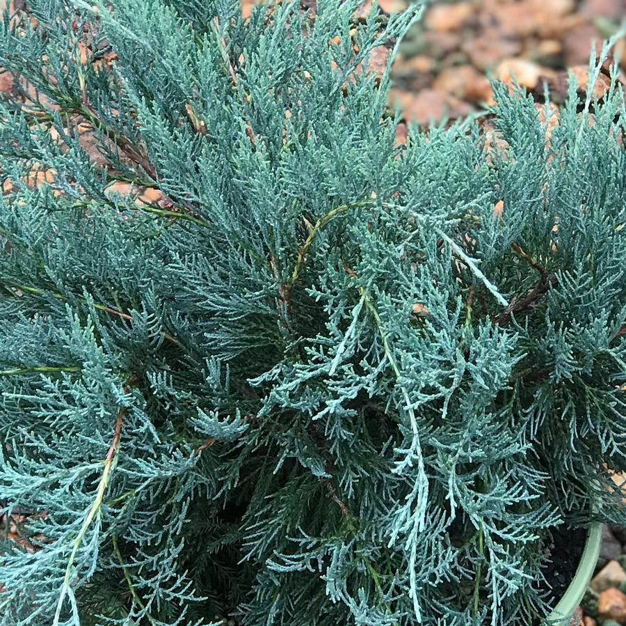Juniperus Virginiana Grey Owl - View 7 from www redcrocus com