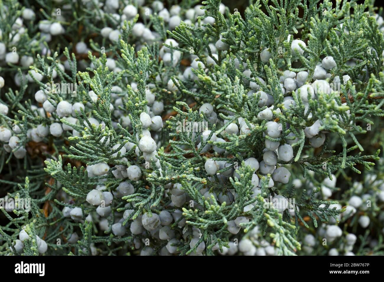Juniperus Virginiana Grey Owl - View 8 from www redcrocus com