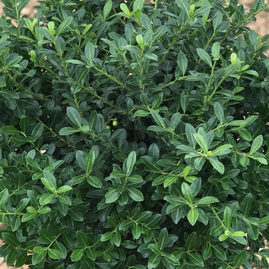 Ilex Crenata Green Lustre - View 1 from www redcrocus com