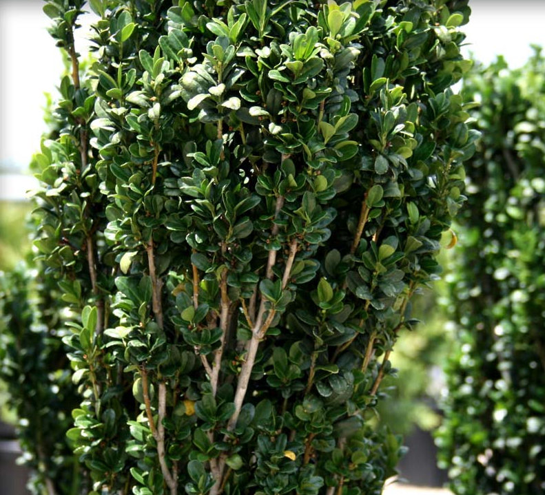 Ilex Crenata Sky Pencil - View 15 from www redcrocus com