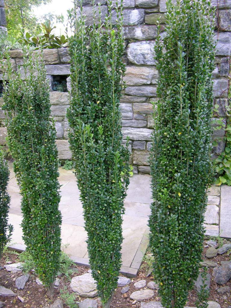 Ilex Crenata Sky Pencil - View 18 from www redcrocus com