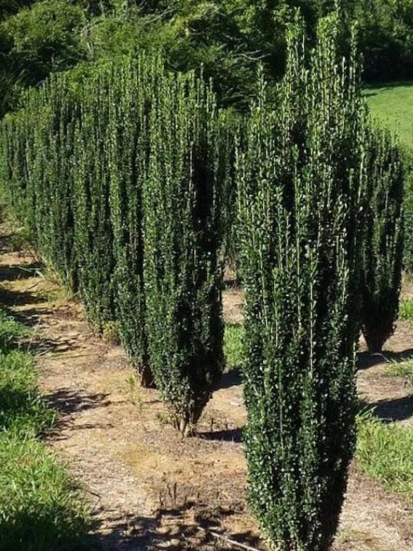 Ilex Crenata Sky Pencil - View 4 from www redcrocus com