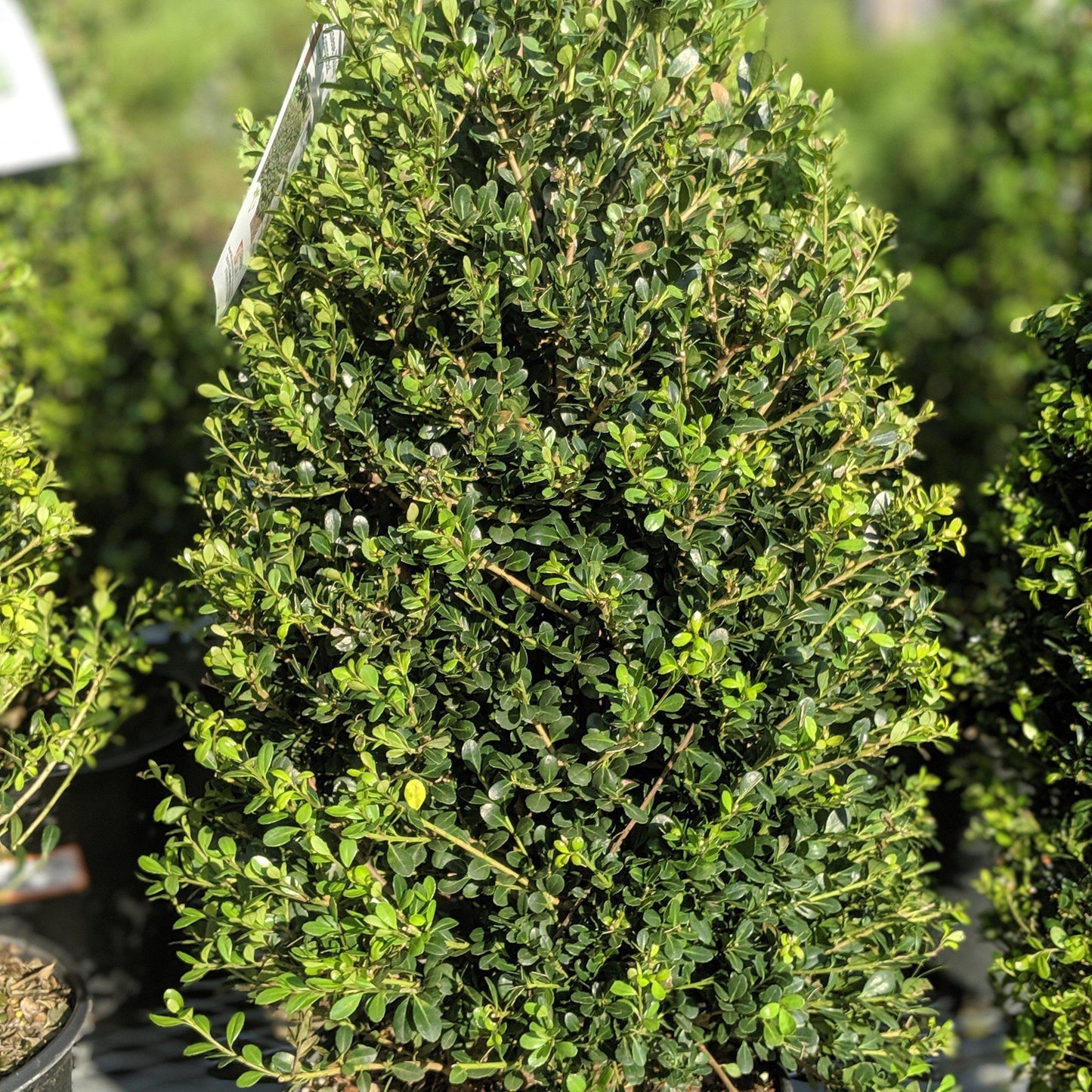 Ilex Crenata Compacta - View 10 from www redcrocus com