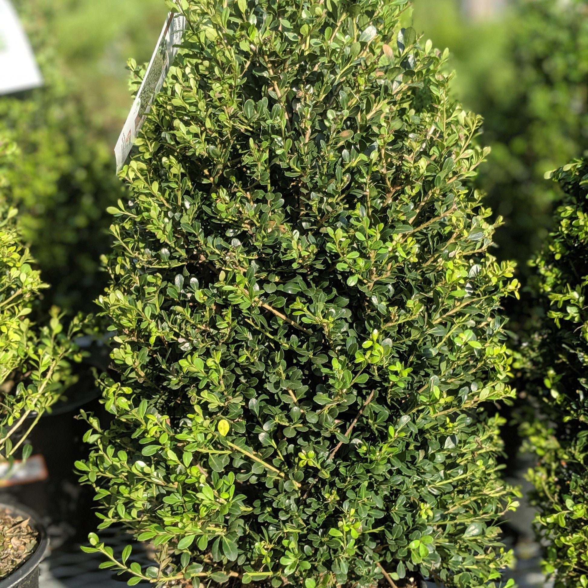 Ilex Crenata Compacta - View 10 from www redcrocus com