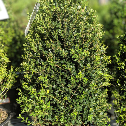 Ilex Crenata Compacta - View 10 from www redcrocus com