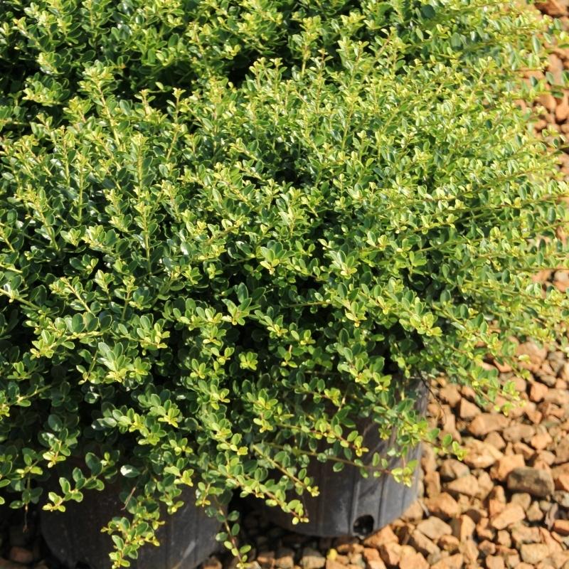 Ilex Crenata Compacta - View 12 from www redcrocus com