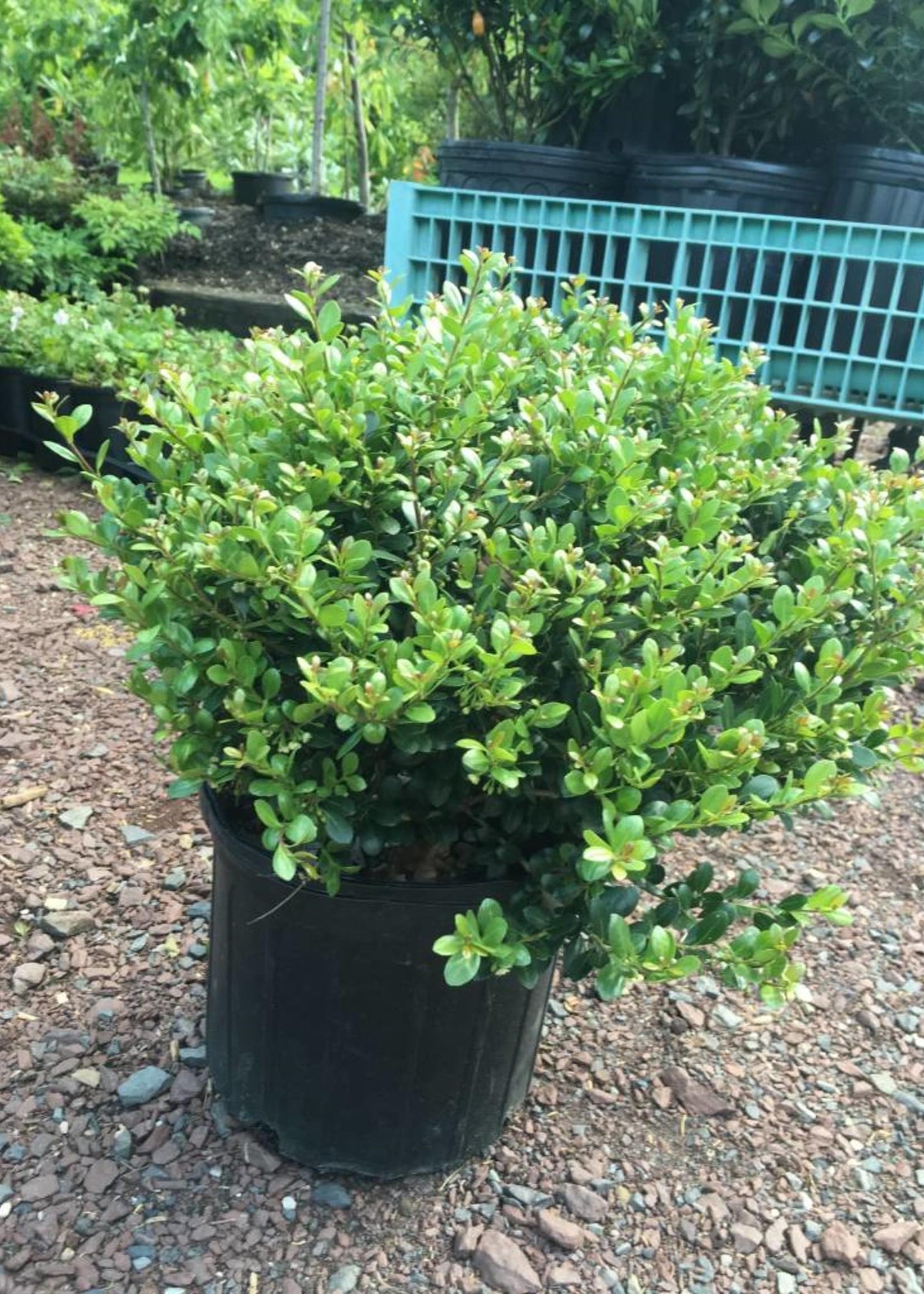 Ilex Crenata Compacta - View 13 from www redcrocus com