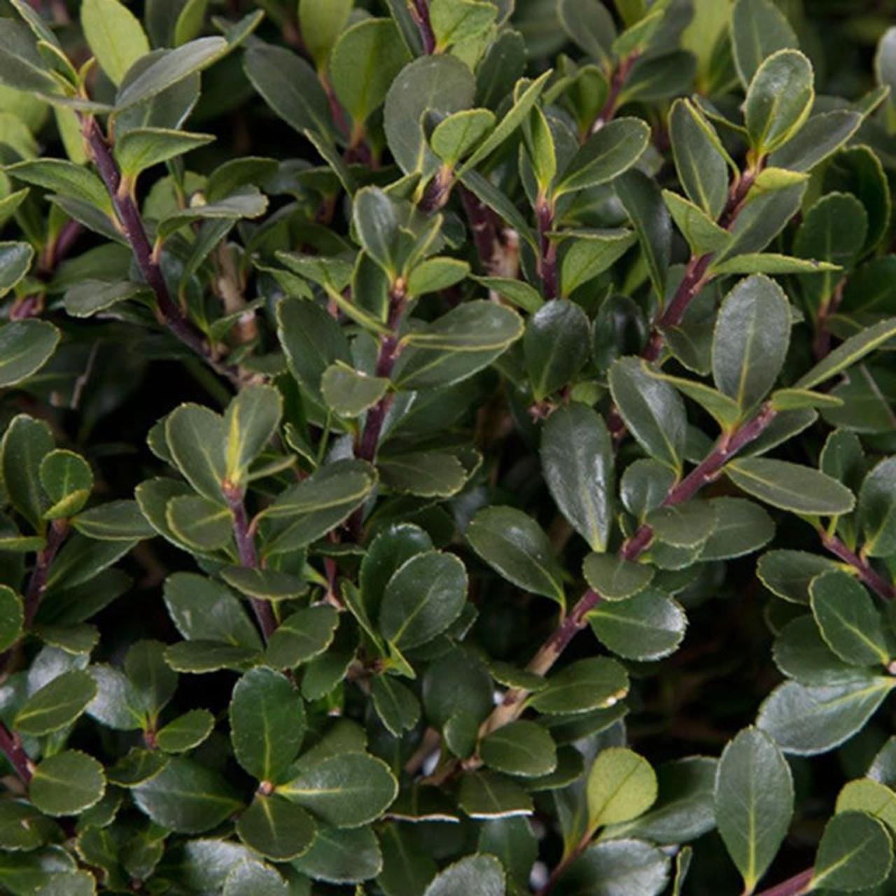 Ilex Crenata Compacta - View 15 from www redcrocus com