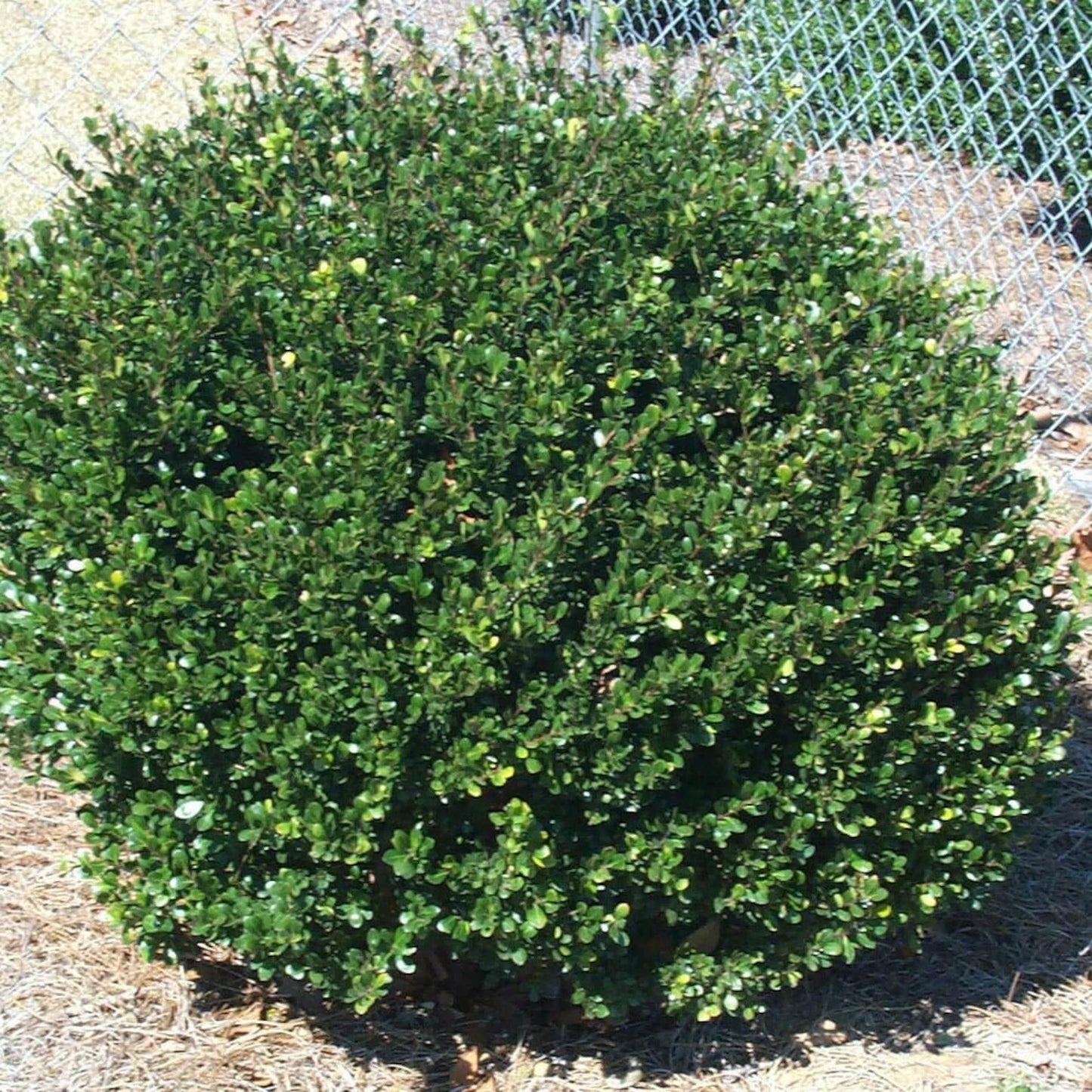 Ilex Crenata Compacta - View 16 from www redcrocus com