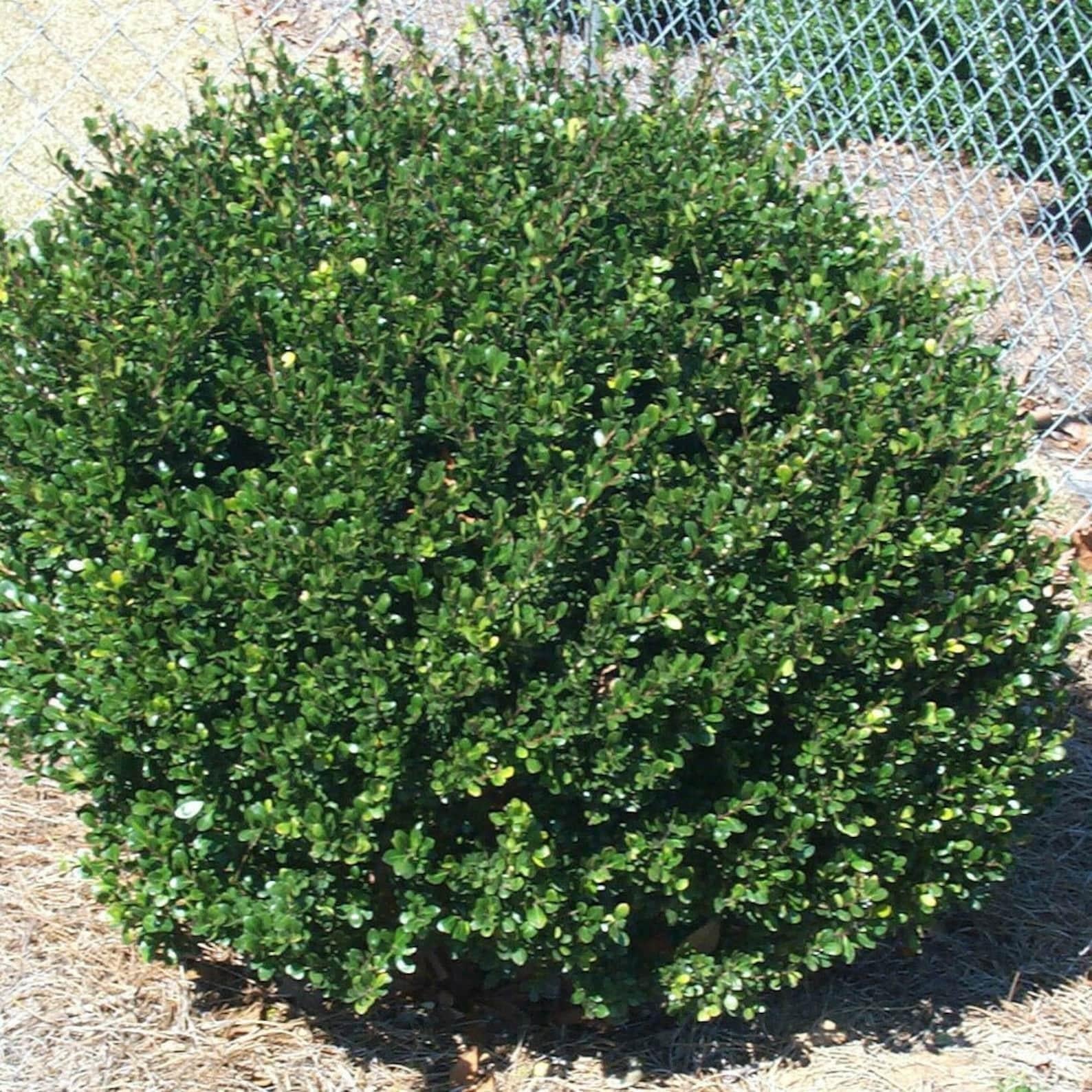 Ilex Crenata Compacta - View 16 from www redcrocus com