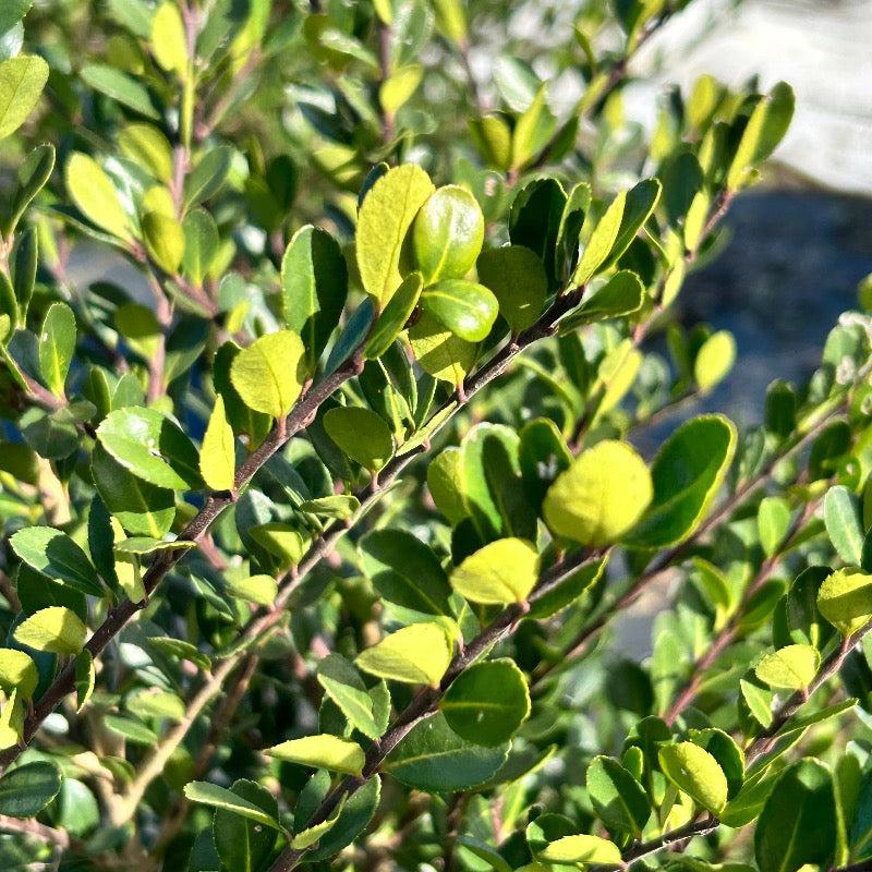 Ilex Crenata Compacta - View 17 from www redcrocus com