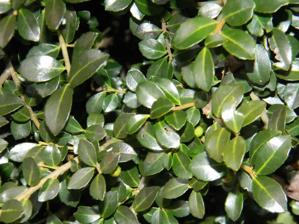 Ilex Crenata Compacta - View 18 from www redcrocus com