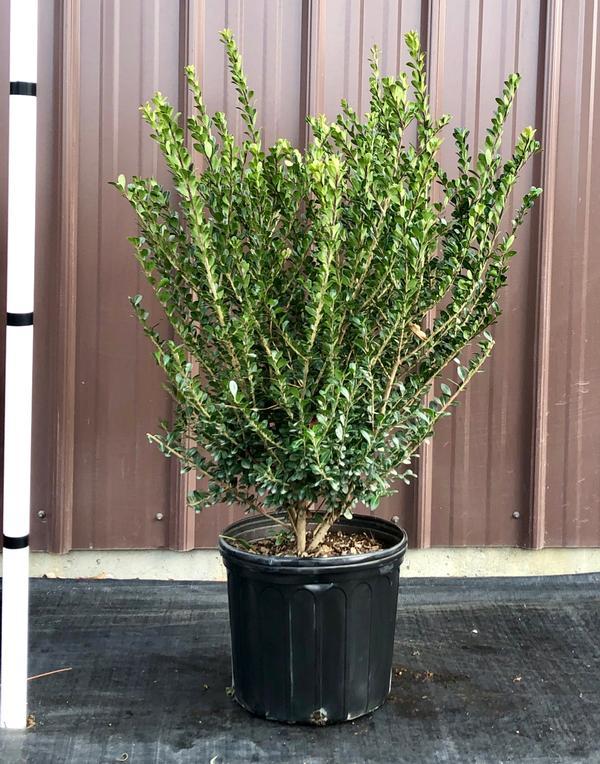 Ilex Crenata Compacta - View 19 from www redcrocus com