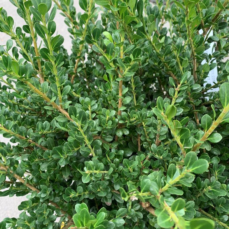 Ilex Crenata Compacta - View 2 from www redcrocus com