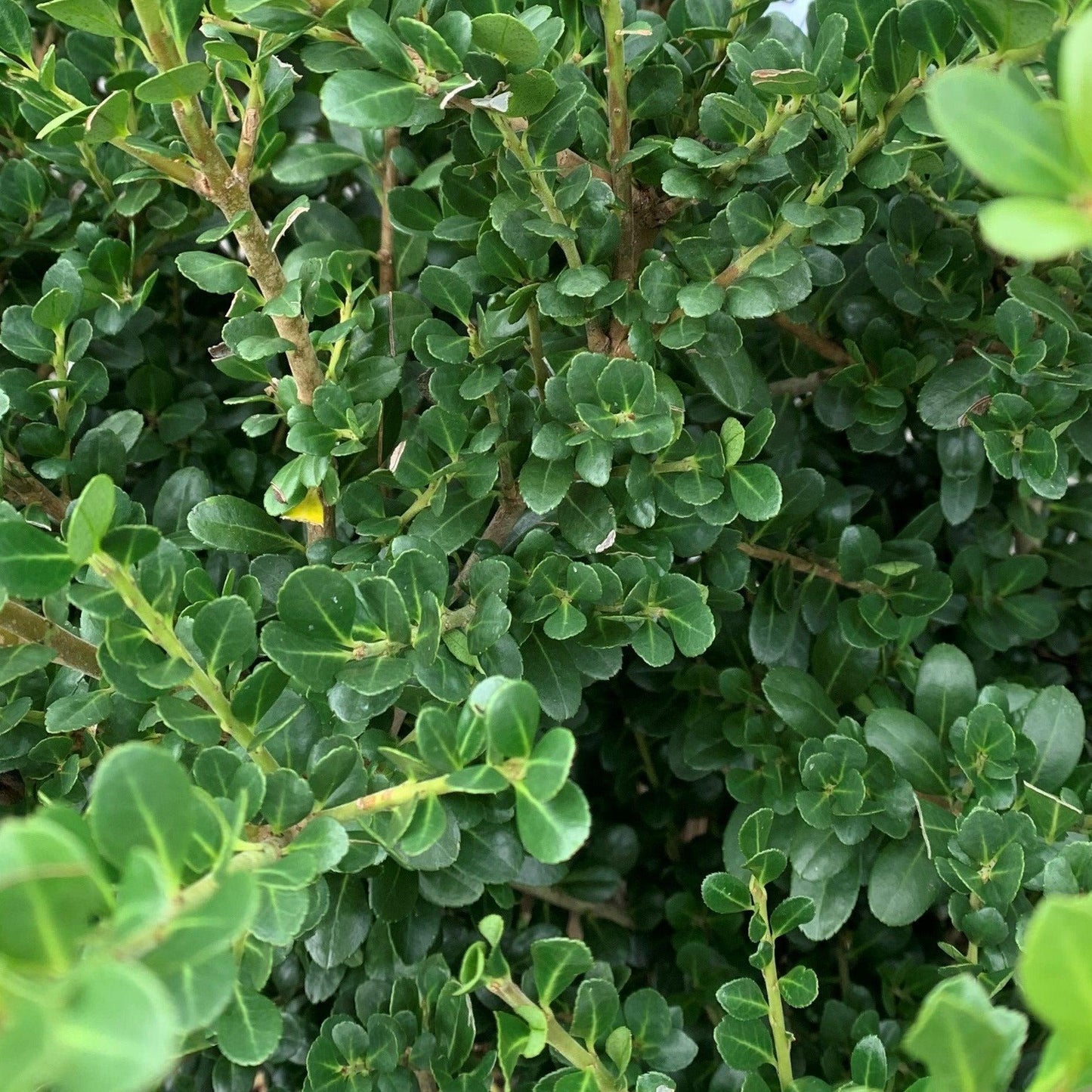 Ilex Crenata Compacta - View 3 from www redcrocus com