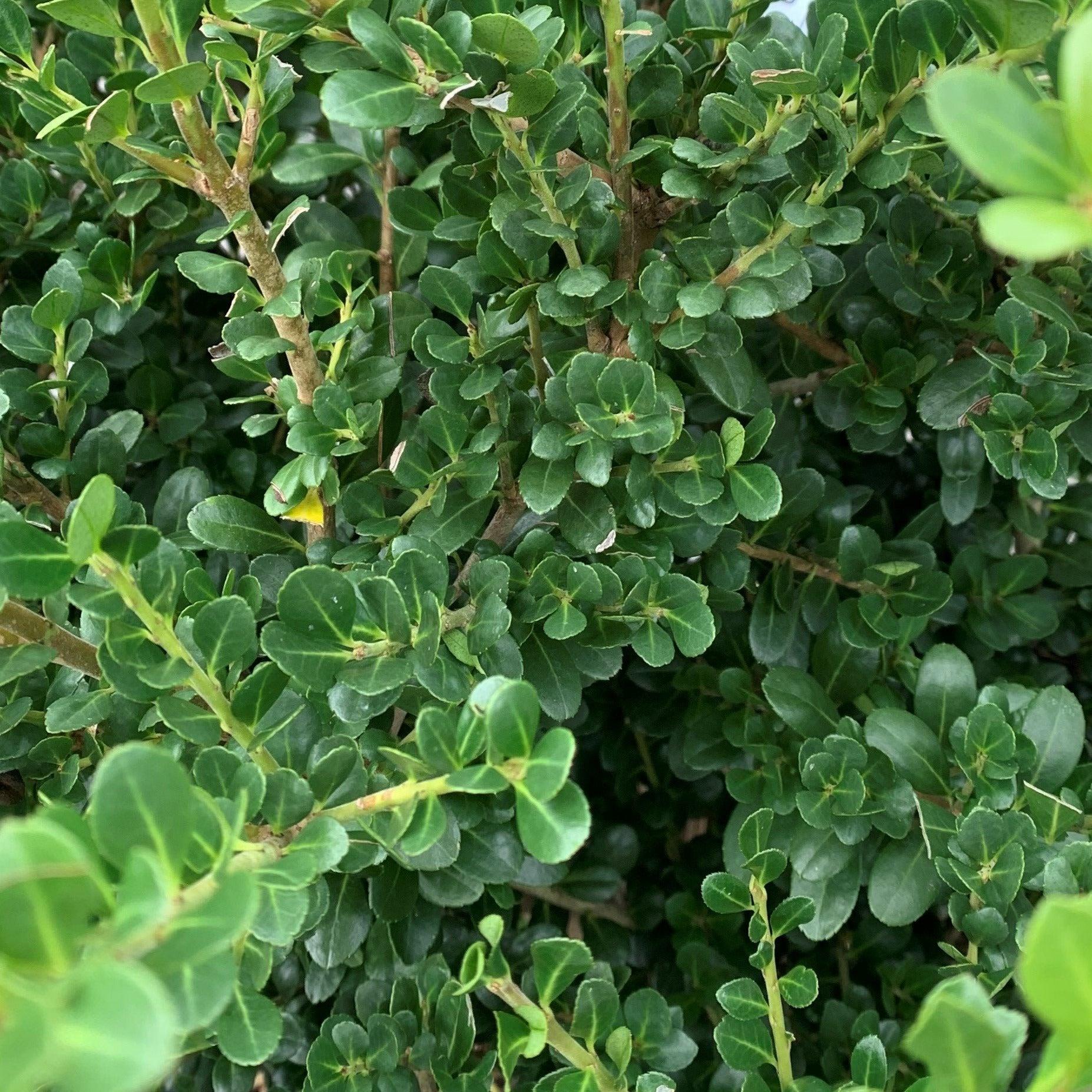 Ilex Crenata Compacta - View 3 from www redcrocus com