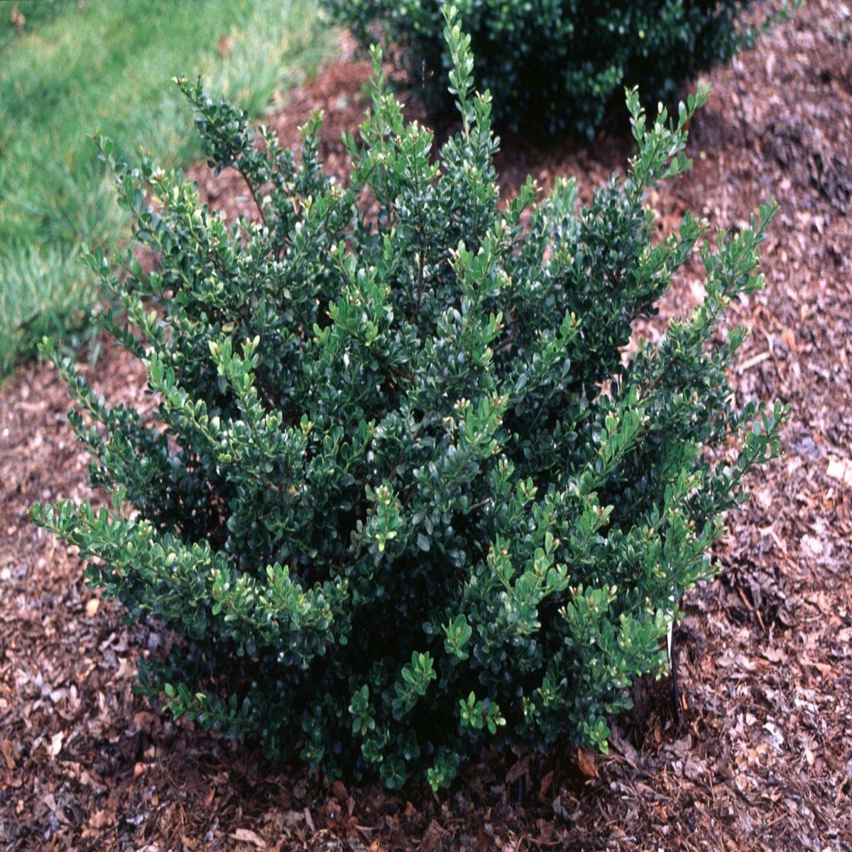 Ilex Crenata Compacta - View 4 from www redcrocus com