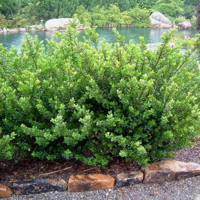Ilex Crenata Compacta - View 5 from www redcrocus com