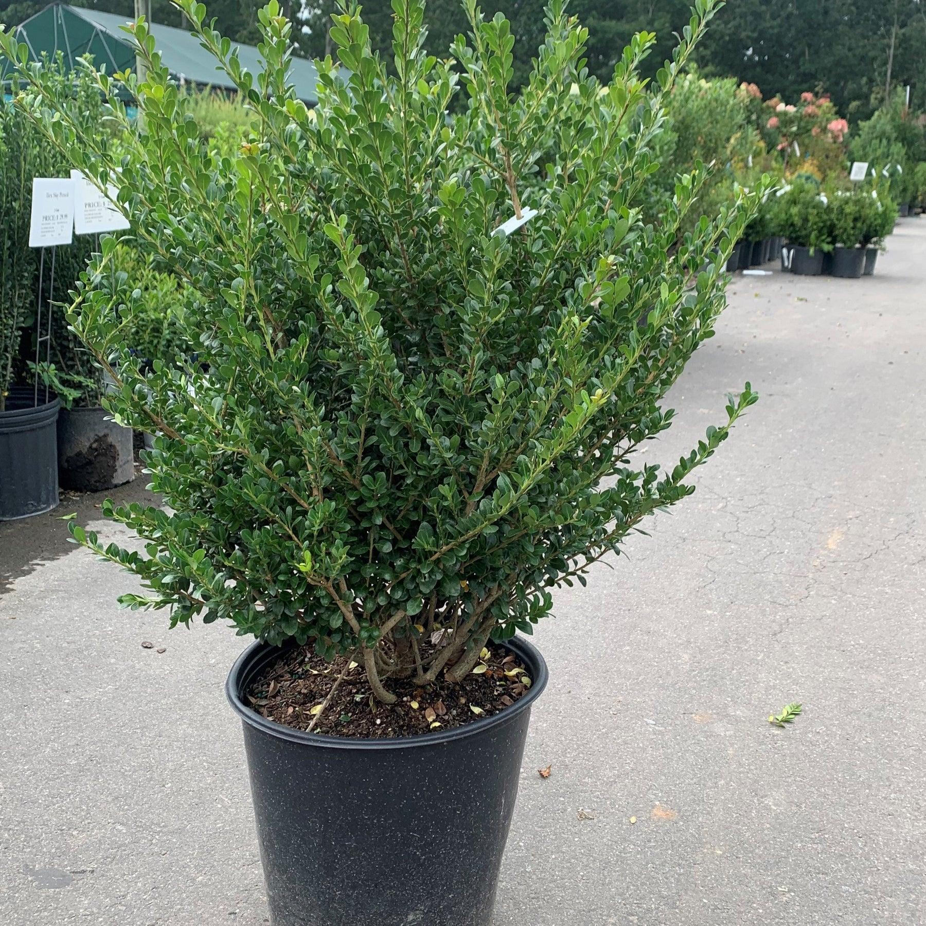 Ilex Crenata Compacta - View 8 from www redcrocus com