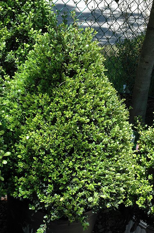 Ilex Crenata Compacta - View 9 from www redcrocus com