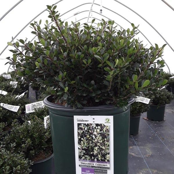 Ilex Crenata 'compact Bennett's' - View 10 from www redcrocus com