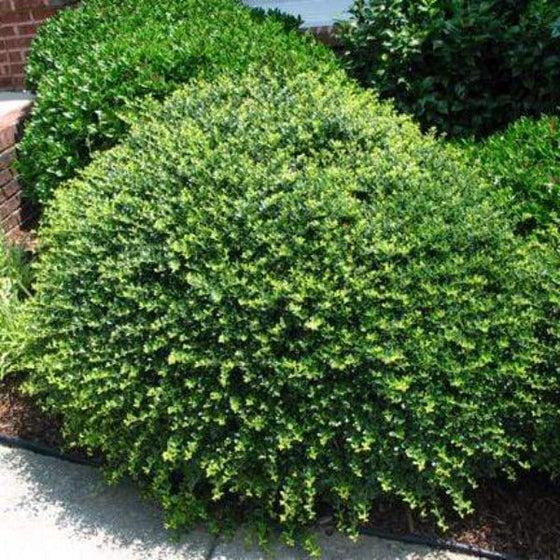 Ilex Crenata 'compact Bennett's' - View 15 from www redcrocus com