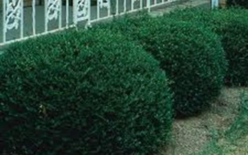 Ilex Crenata 'compact Bennett's' - View 16 from www redcrocus com
