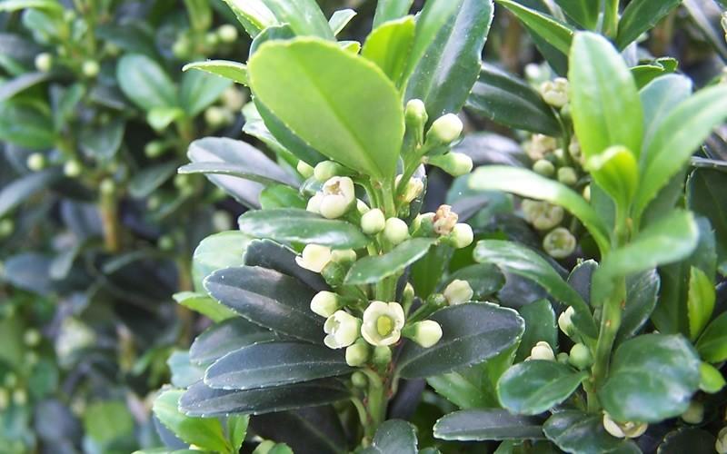 Ilex Crenata 'compact Bennett's' - View 18 from www redcrocus com