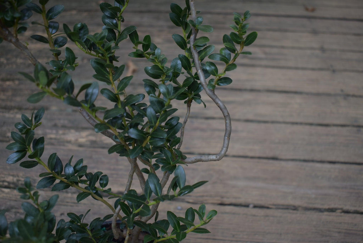 Ilex Crenata 'compact Bennett's' - View 21 from www redcrocus com
