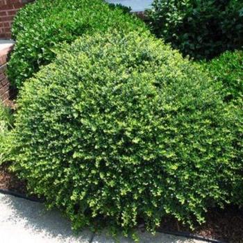 Ilex Crenata 'compact Bennett's' - View 23 from www redcrocus com