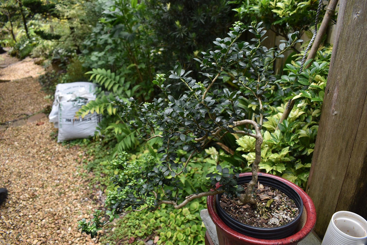 Ilex Crenata 'compact Bennett's' - View 24 from www redcrocus com
