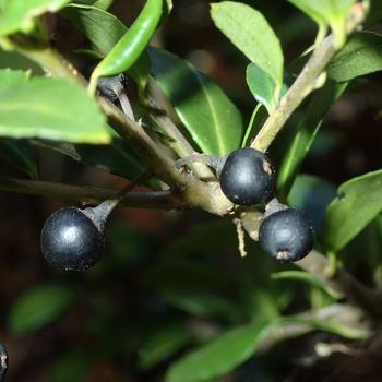 Ilex Crenata 'compact Bennett's' - View 25 from www redcrocus com