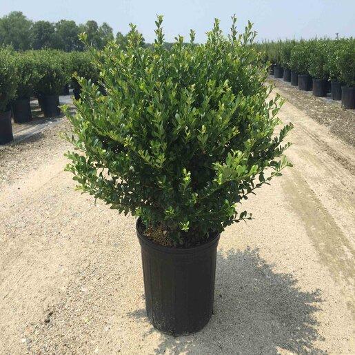 Ilex Crenata 'compact Bennett's' - View 2 from www redcrocus com