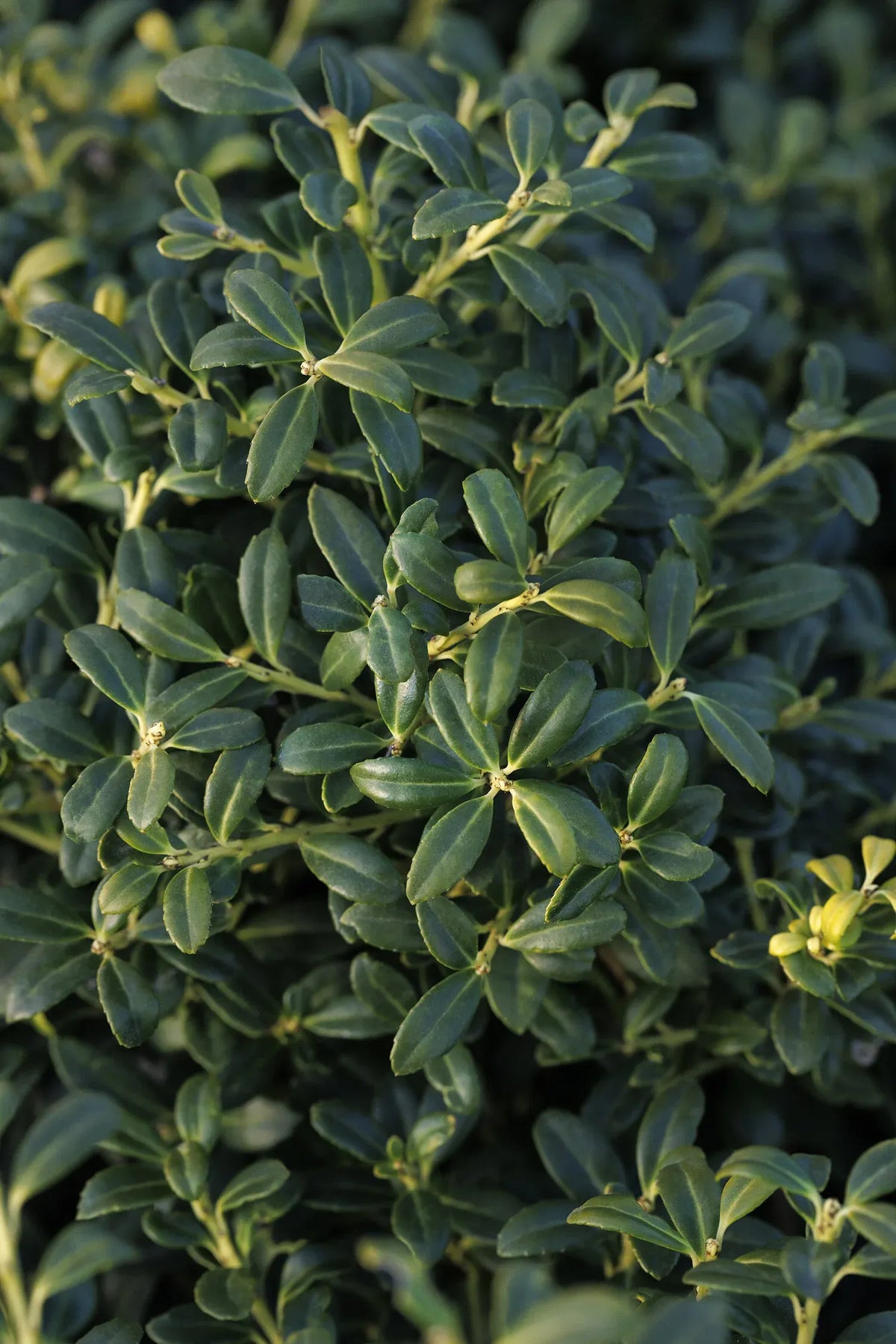 Ilex Crenata 'compact Bennett's' - View 30 from www redcrocus com