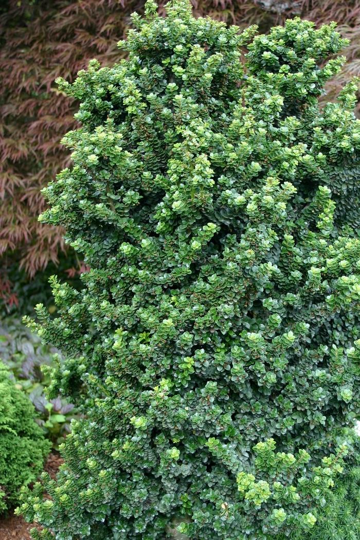 Ilex Crenata 'compact Bennett's' - View 32 from www redcrocus com