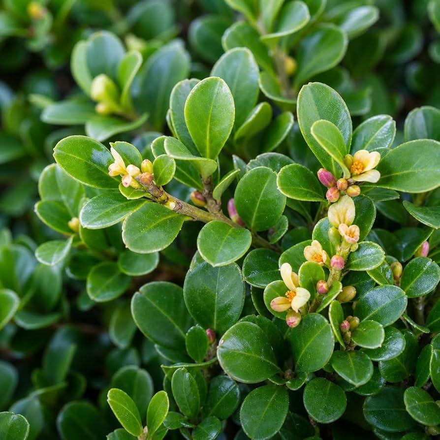 Ilex Crenata 'compact Bennett's' - View 33 from www redcrocus com