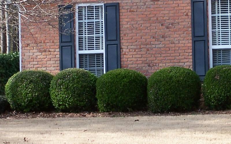 Ilex Crenata 'compact Bennett's' - View 4 from www redcrocus com