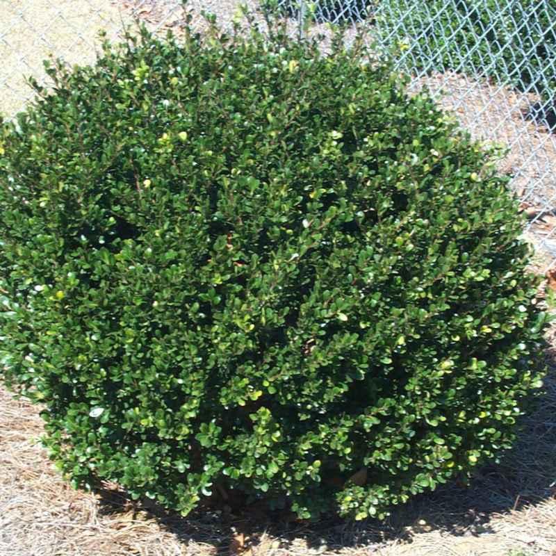 Ilex Crenata 'compact Bennett's' - View 5 from www redcrocus com