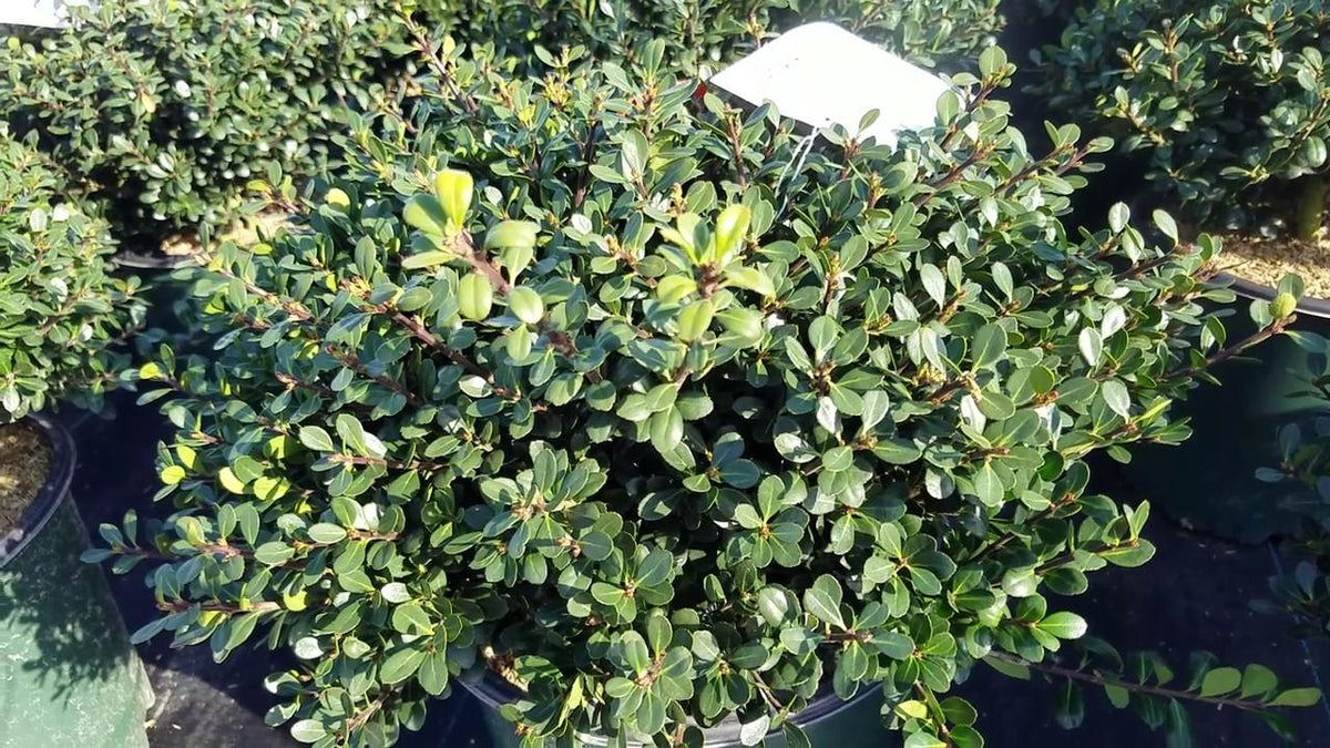 Ilex Crenata 'compact Bennett's' - View 8 from www redcrocus com