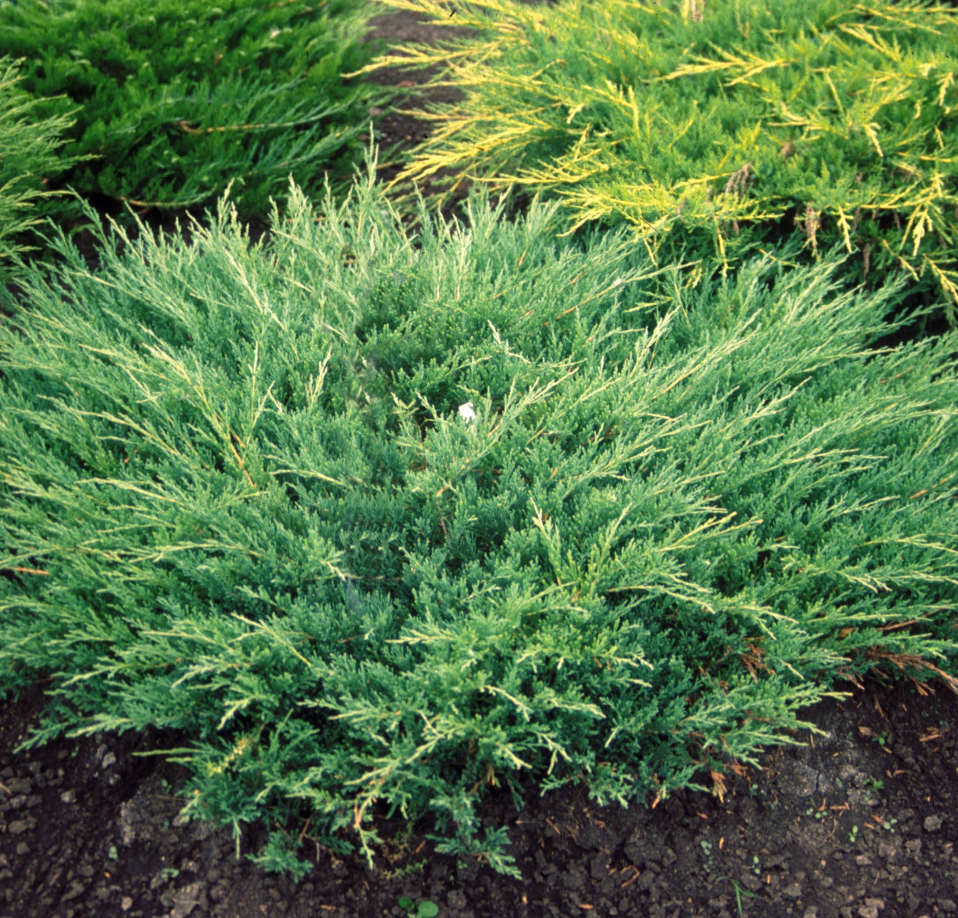 Juniperus Horizontalis Youngstown - View 8 from www redcrocus com