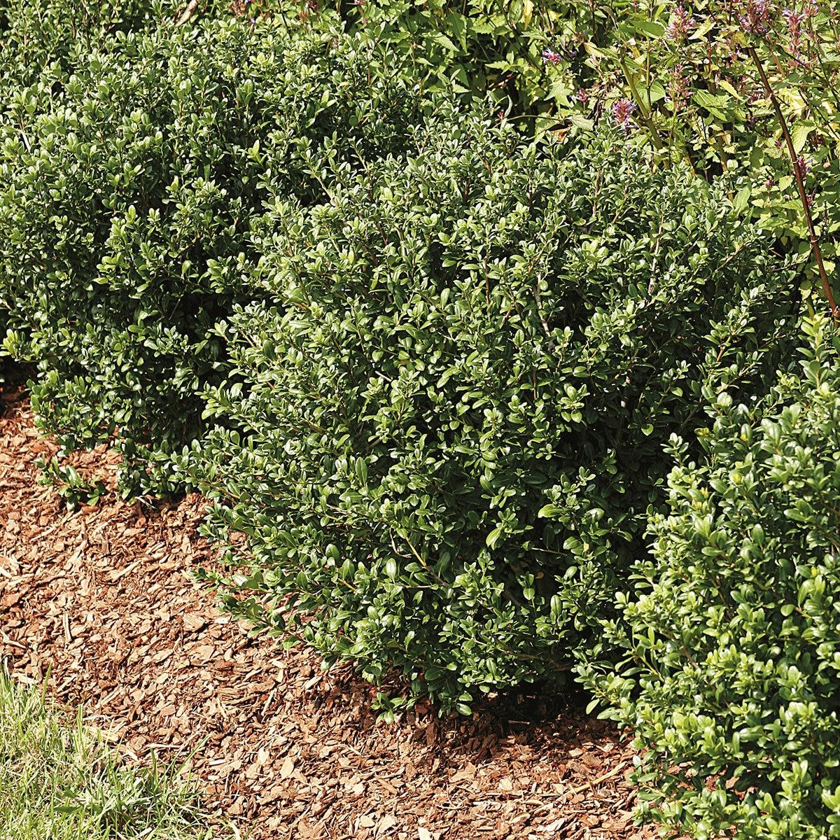 Ilex Crenata Hoogendorn - View 14 from www redcrocus com