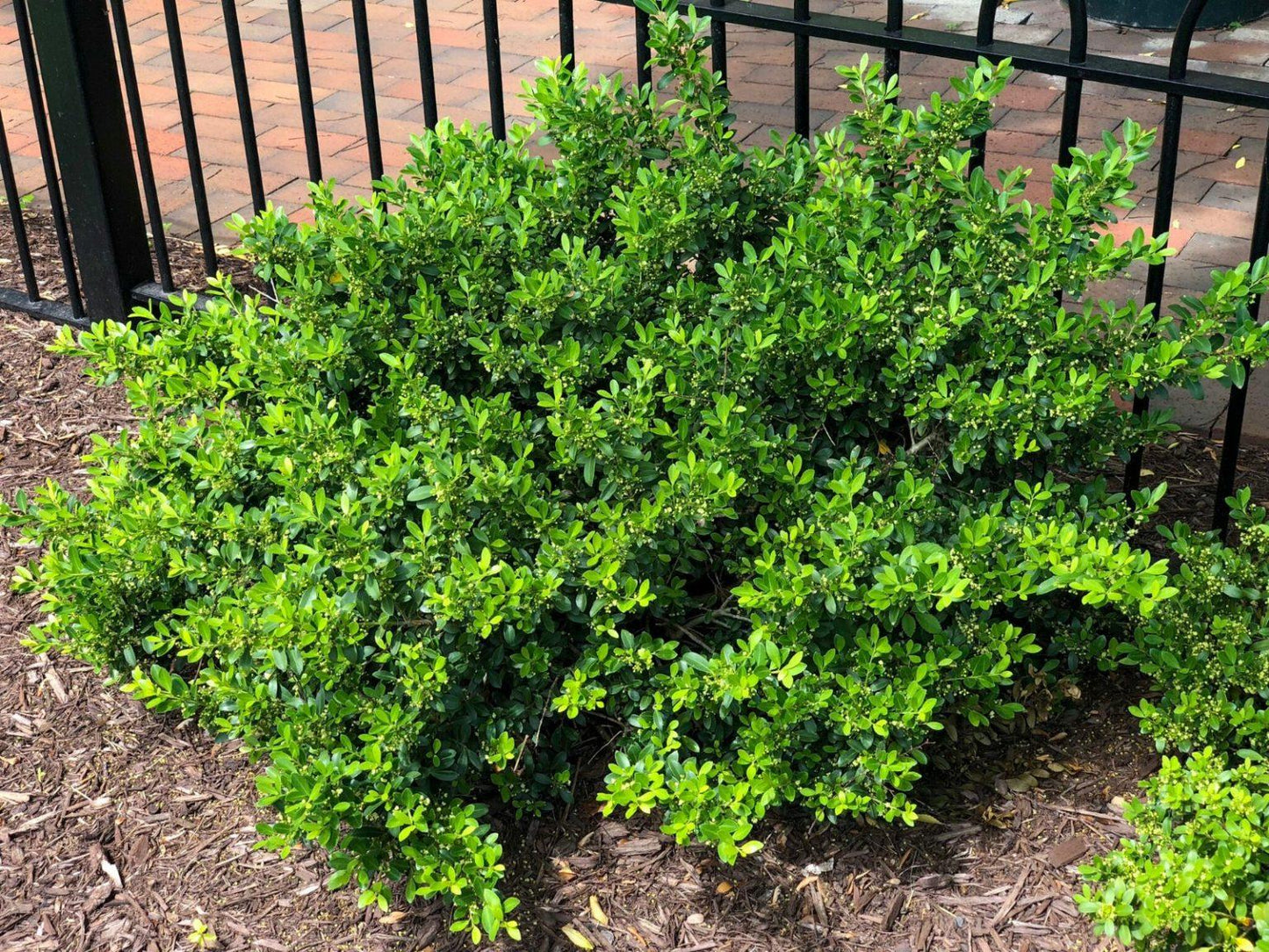 Ilex Crenata Hoogendorn - View 15 from www redcrocus com