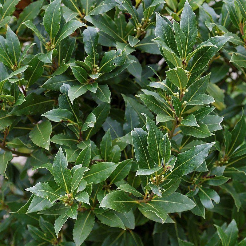 Ilex Crenata Hoogendorn - View 17 from www redcrocus com