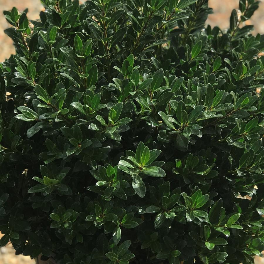 Ilex Crenata Hoogendorn - View 5 from www redcrocus com