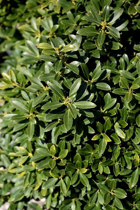 Ilex Crenata Hoogendorn - View 7 from www redcrocus com