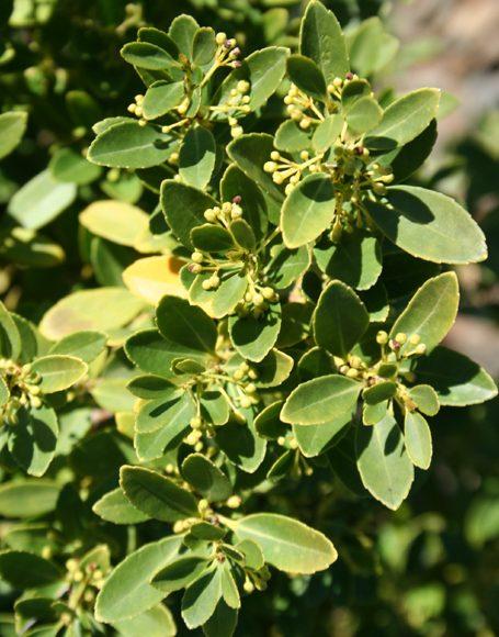 Ilex Crenata Hoogendorn - View 9 from www redcrocus com
