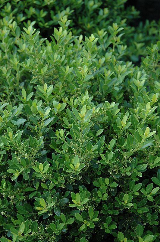 Ilex Crenata 'hoogendorn' - View 14 from www redcrocus com