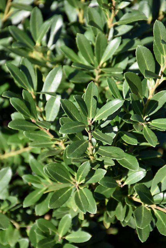 Ilex Crenata 'hoogendorn' - View 15 from www redcrocus com